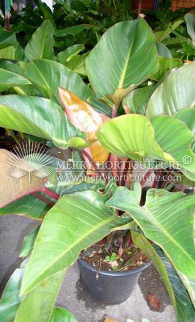 Philodendron giant spp